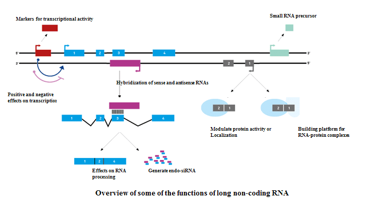 Overview of some of functions of long-coding RNA